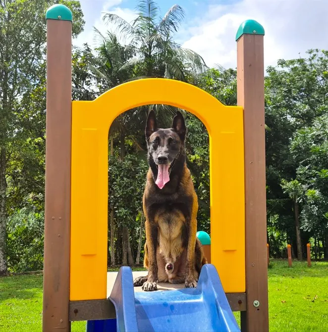 Play Pet Agility